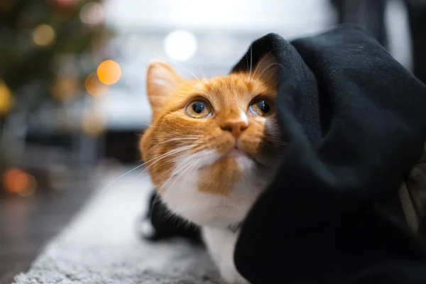 Röd Vit Katt Som Gömmer Sig Svart Filt — Stockfoto