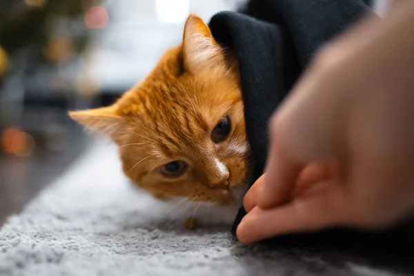 Kırmızı Beyaz Kedi Siyah Örtünün Altında Gizleme — Stok fotoğraf