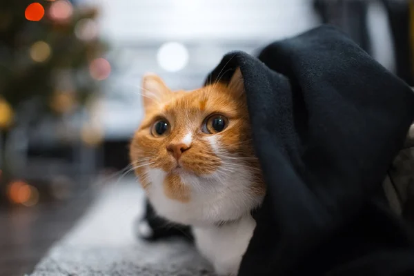 躲在黑色毯子下的红白猫 — 图库照片