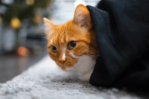 Κόκκινο Λευκό Γάτα Που Κρύβεται Κάτω Από Κουβέρτα Μαύρη — Φωτογραφία Αρχείου