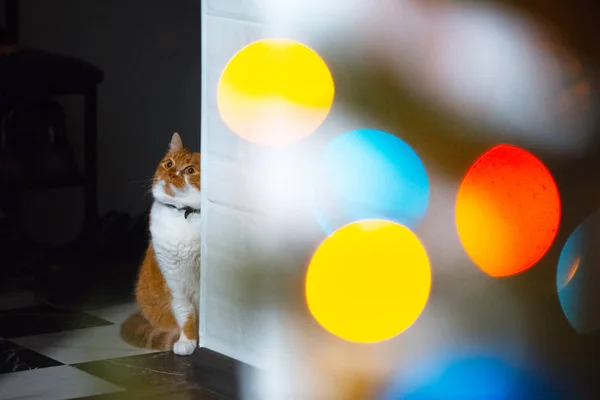 Gato Blanco Rojo Esconde Detrás Pared Blanca — Foto de Stock