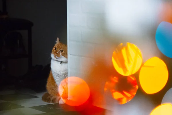 Röd Vita Katten Gömmer Sig Bakom Den Vita Väggen — Stockfoto