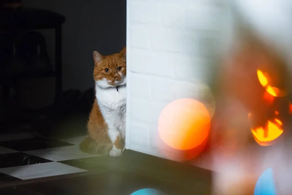 Röd Vita Katten Gömmer Sig Bakom Den Vita Väggen — Stockfoto