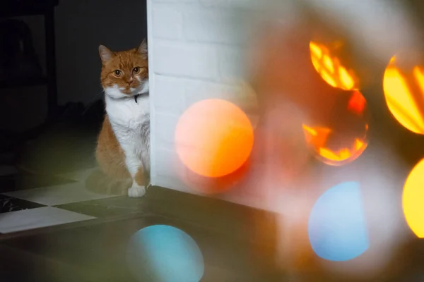Kırmızı Beyaz Kedi Beyaz Duvarın Arkasında Saklanıyor — Stok fotoğraf