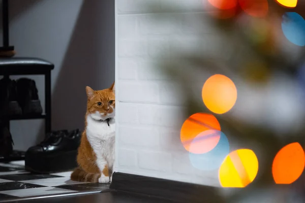 Pisica Roșie Albă Ascunde Spatele Peretelui Alb — Fotografie, imagine de stoc