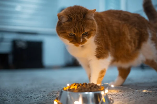 Röd Vit Katt Behöver Äta Torka Mat Från Metall Skål — Stockfoto
