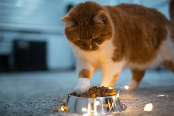 Gato Branco Vermelho Tem Que Comer Alimentos Secos Tigela Metal — Fotografia de Stock