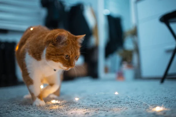 床に花輪と遊ぶ赤白猫 — ストック写真