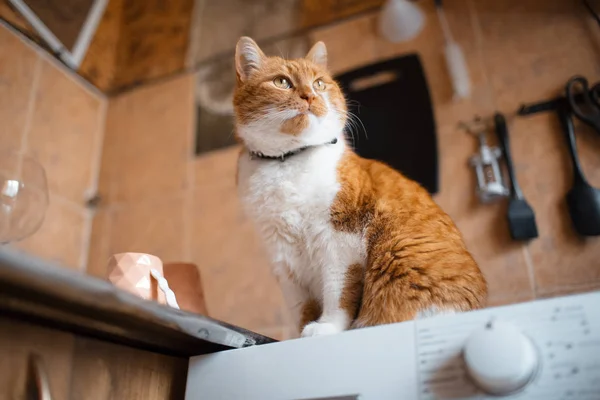 Retrato de gato doméstico vermelho e branco . — Fotografia de Stock