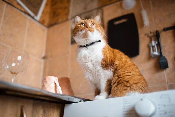 Retrato de gato doméstico vermelho e branco . — Fotografia de Stock