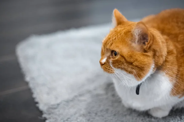 Retrato de vermelho branco bonito casa gato . — Fotografia de Stock