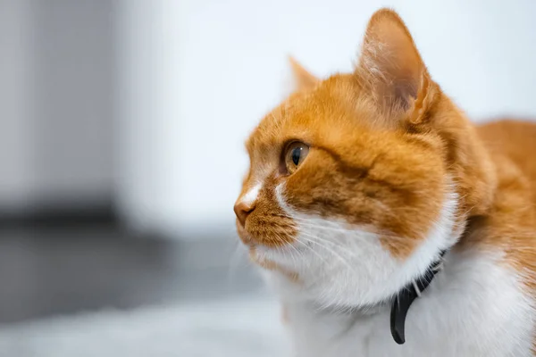 Portrét červenobílé roztomilé domácí kočky. — Stock fotografie