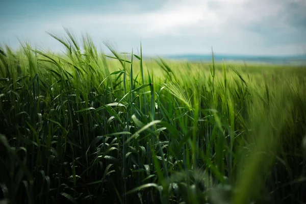 Prachtige Natuurlijke Landschap Van Groene Tarwe Veld Regenachtige Dag — Stockfoto