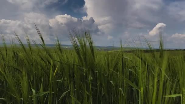 Close Green Wheat Sunny Windy Day Background Spring Sky Clouds — Stock Video