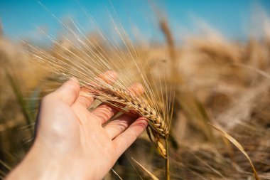 Erkek eli tarlanın bulanık arka planında ve mavi gökyüzünde altın kuru buğday sapını tutuyor..