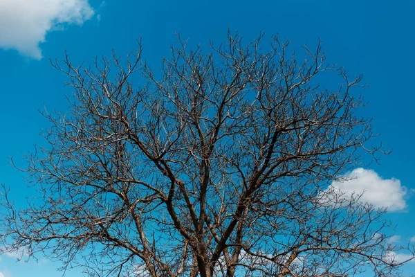 Paisaje Natural Árbol Seco Sobre Fondo Cielo Azul — Foto de Stock