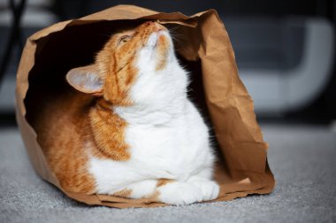 Kırmızı-beyaz kedi portresi, yerde, eko-kağıt torbanın içinde yatıyor..