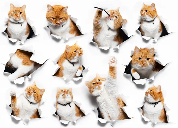 Коллаж Портретов Красной Смешной Кошки Через Разорванную Дыру Белой Бумаге — стоковое фото