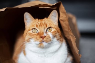 Kırmızı-beyaz kedi portresi, yerde, eko-kağıt torbanın içinde yatıyor..