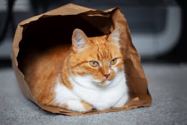 Kırmızı-beyaz kedi portresi, yerde, eko-kağıt torbanın içinde yatıyor..