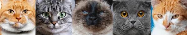 Colagem Fotos Gatos Bonitos Diferentes Close Retrato Gato Rosto — Fotografia de Stock