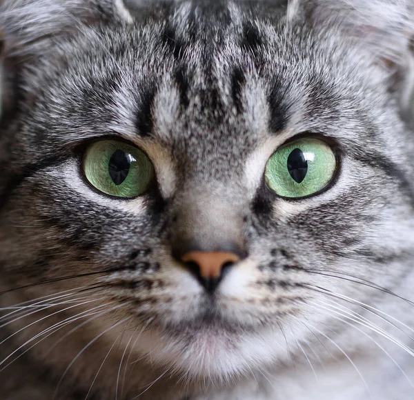Крупный План Портрета Красивой Американской Короткошерстной Кошки Зелеными Глазами — стоковое фото