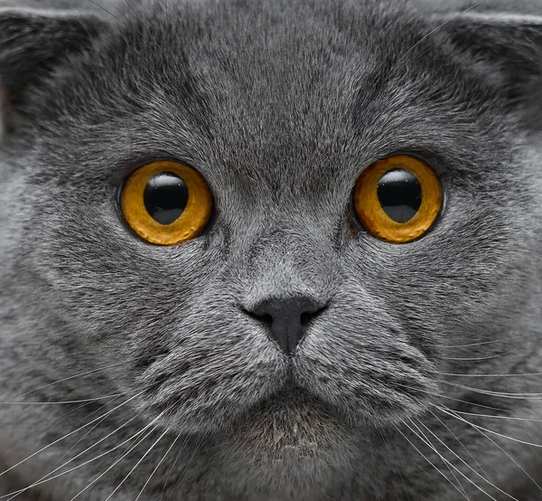 Retrato Cerca Hermoso Gato Británico Con Ojos Dorados —  Fotos de Stock