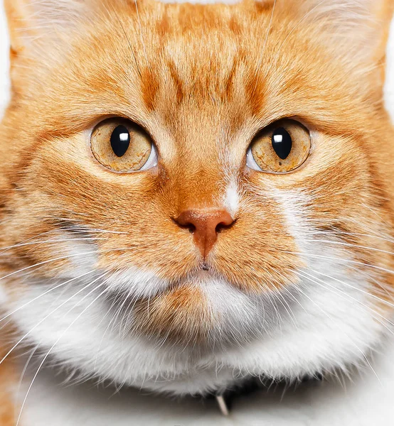 Retrato Cerca Hermoso Gato Rojo Blanco Con Ojos Dorados —  Fotos de Stock