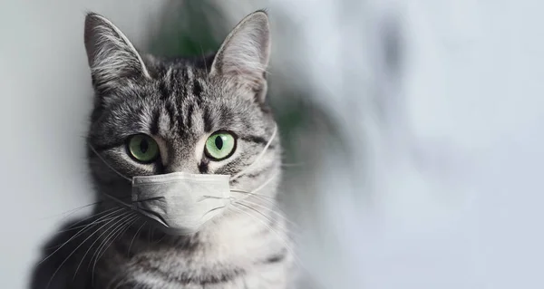 Retrato Gato Americano Taquigrafía Con Ojos Verdes Usando Mascarilla Médica —  Fotos de Stock