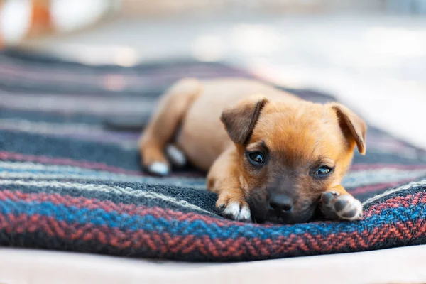 Close Portrait Baby Red Dog Lying Outdoors Blanket — Stock Photo, Image