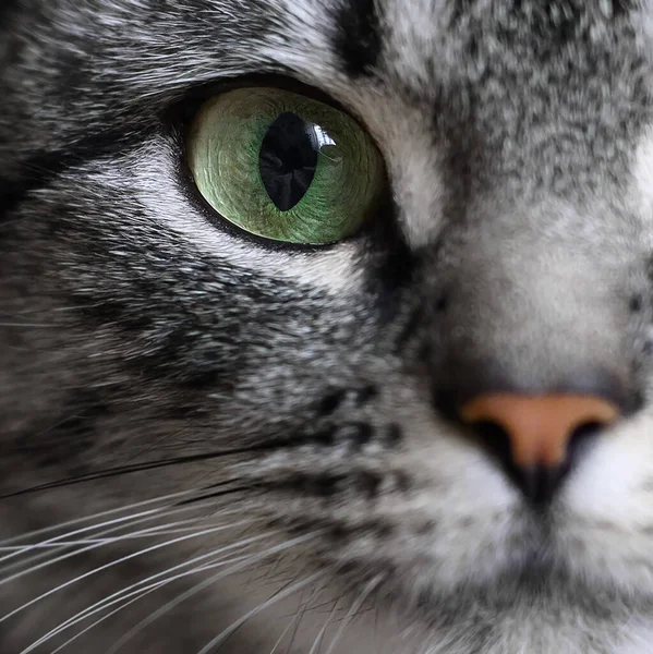 Крупный План Портрета Зеленого Глаза Американской Короткошерстной Кошки Серого Цвета — стоковое фото