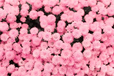 Çiçek deseni. Çiçek açan güzel pastel pembe kasımpatıların doğal arka planı.