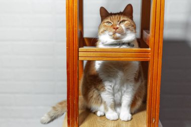 Sandalyenin altındaki komik kırmızı-beyaz kedi portresi.