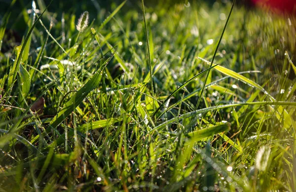Morning dew.Dew drop on a blade of grass.