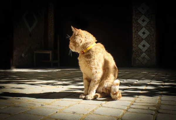 Vacker Katt Gatan — Stockfoto