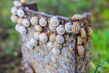 Yeşil metal çit ülkenin dar kıvırcık minik salyangoz