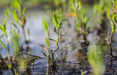 Bir bataklık bir yeşil çim Close-up