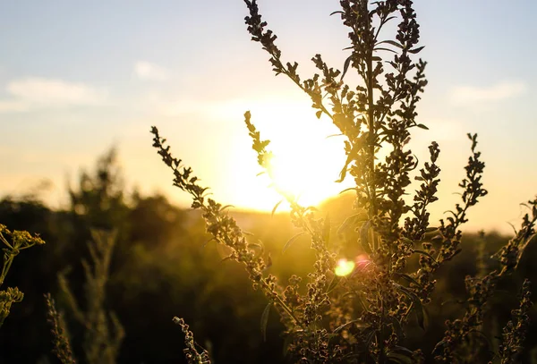 silhouettes of flowers on the background of the sunset