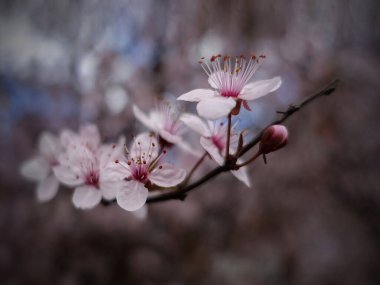 Çiçek açmış ağaç - güzel bahar çiçekleri