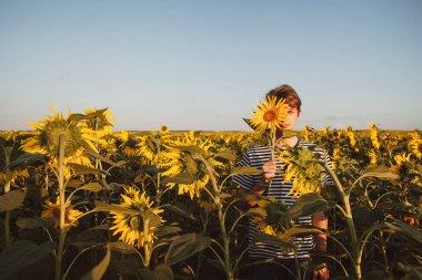 Ayçiçeği olan bir adam tarlada. Ayçiçekleri ve bir adam