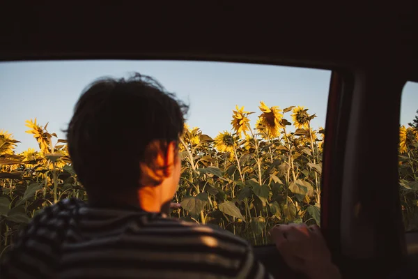 Ayçiçekleri ile alanında araba penceresinden görünümü. Adam sahadaki arabanın camından dışarı bakıyor.