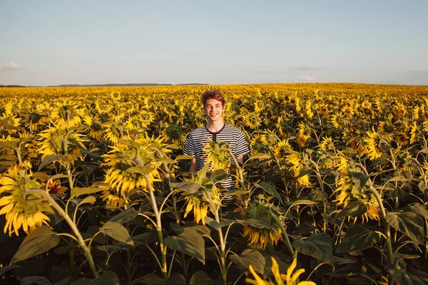 Guy in the field with sunflowers.Sunflowers and a guy