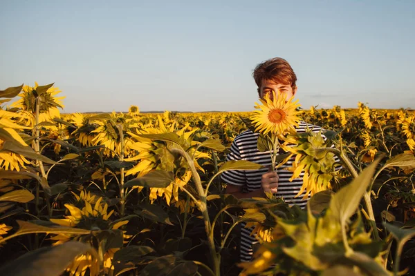 Ayçiçeği olan bir adam tarlada. Ayçiçekleri ve bir adam