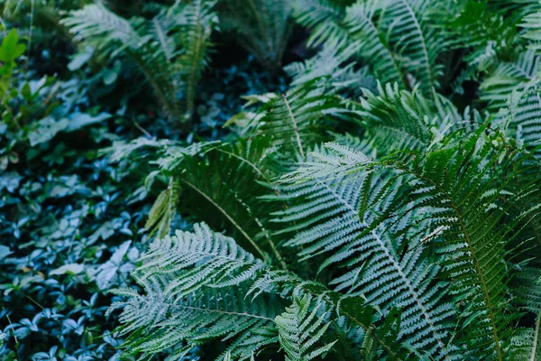 Gyönyörű Zöld Környezetben Páfrány Elhagyja Erdőben Háttér — Stock Fotó