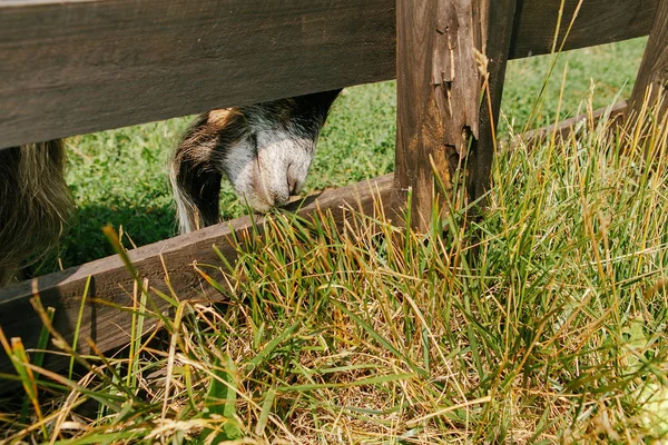 木栅栏外的农场上有角的山羊 — 图库照片