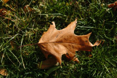 Güzel ve parlak sonbahar arka plan güneşli bir sarı ve kırmızı yaprakları ile