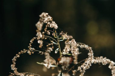 Güzel ve parlak sonbahar arka plan güneşli bir sarı ve kırmızı yaprakları ile