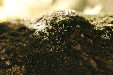 Güzel ve parlak sonbahar arka plan güneşli bir sarı ve kırmızı yaprakları ile