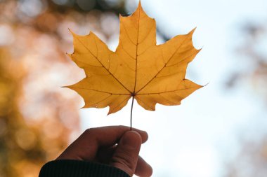 Güzel ve parlak sonbahar arka plan güneşli bir sarı ve kırmızı yaprakları ile