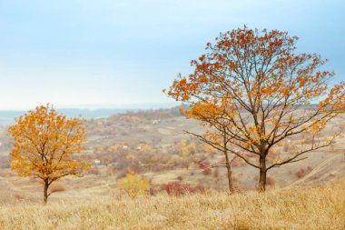 Parlak ve sıcak manzaralar Güz. Tepeler, alanları ve ağaçlar, Kuru ot ve parlak yaprakları